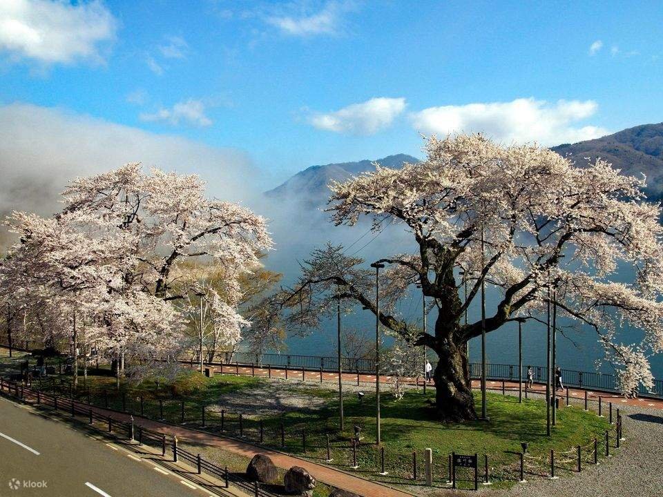 🌸 쇼카와자쿠라 공원(쇼카와자쿠라 코엔) 이미지 6